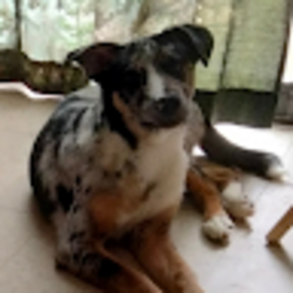 Meet your Posher, Rosa - Picture 1 of 1